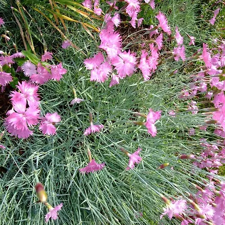 каза роза - Swiss Style Casa Rosa Kjustendil