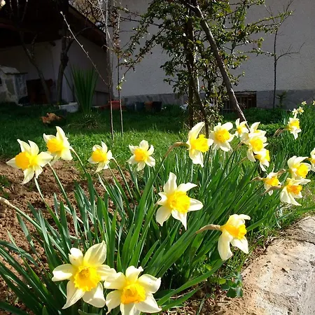 каза роза - Swiss Style Casa Rosa *