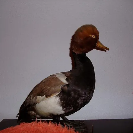 каза роза - Swiss Style Casa Rosa * Kjustendil