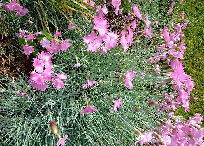 каза роза - Swiss Style Casa Rosa Kjustendil