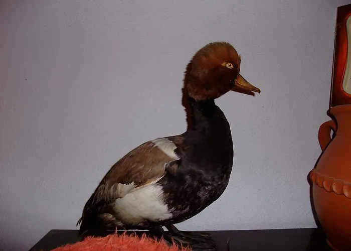 каза роза - Swiss Style Casa Rosa * Kjustendil